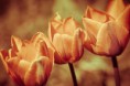 /album/priroda/ephoto-jpg/
