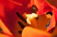 /album/priroda/inside-jpg/