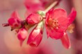/album/priroda/pinks3-jpg/